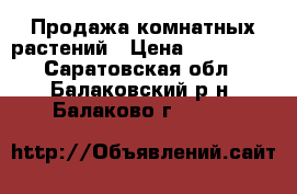 Продажа комнатных растений › Цена ­ 250-400 - Саратовская обл., Балаковский р-н, Балаково г.  »    